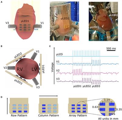 Patterned Illumination Techniques in Optogenetics: An Insight Into Decelerating Murine Hearts